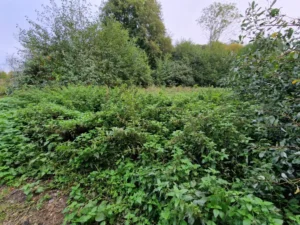 Dense overgrown vegetation at the Stowmarket site before concrete pad installation.